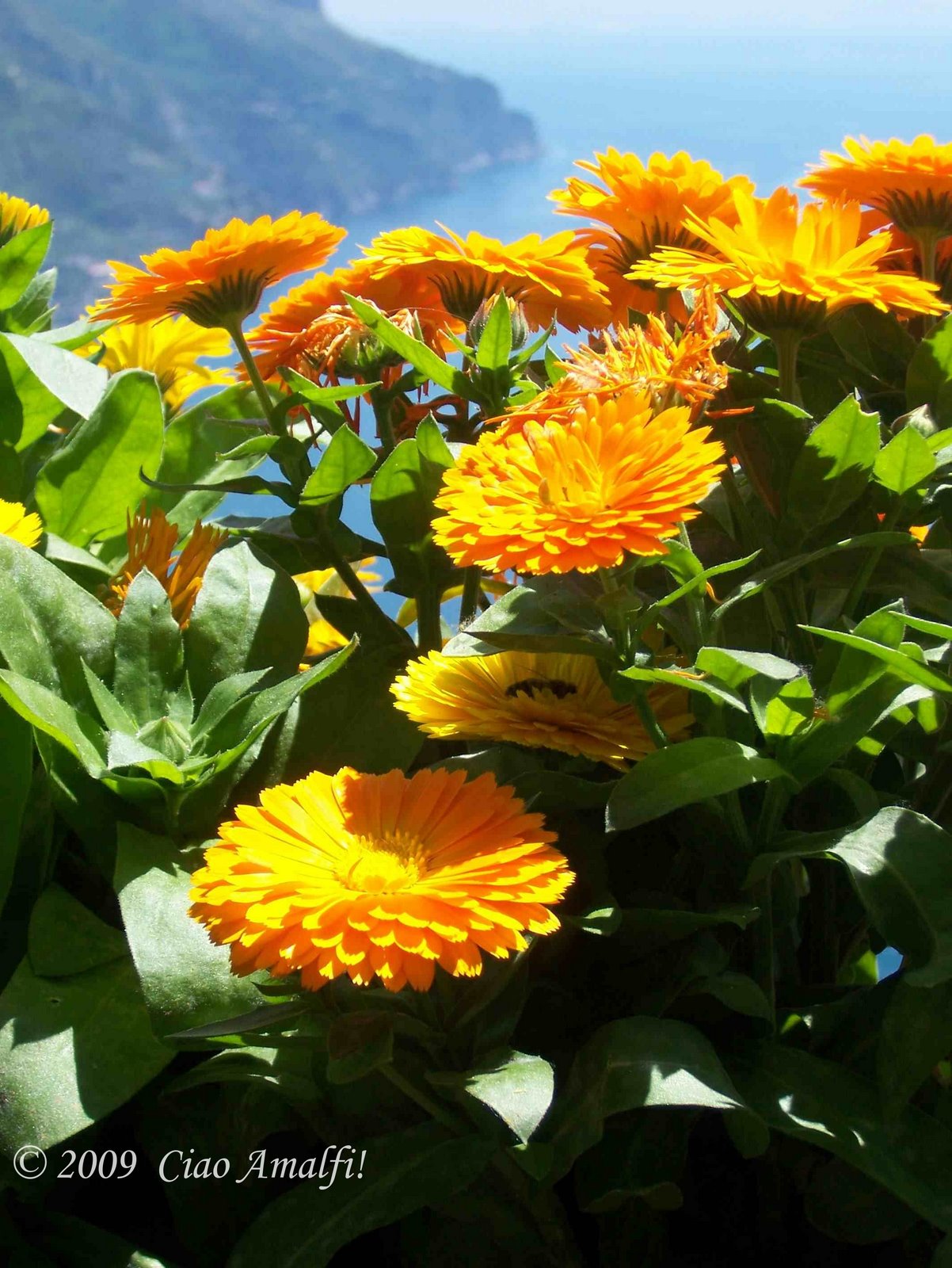 [Ciao+Amalfi+Blog+Villa+Rufolo+Flowers+detail.jpg]