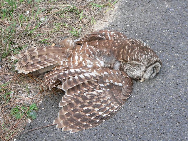Barred_Owl_011505%2B%281%29.JPG