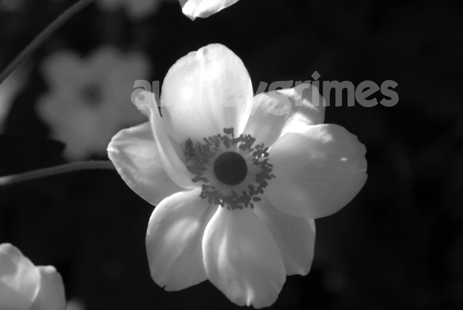 ansel adams photos