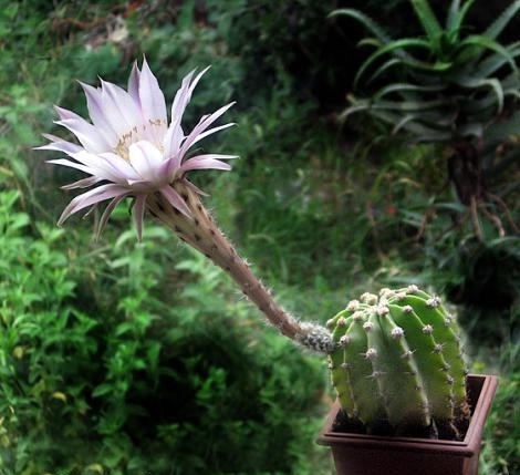 [CactusEnFlor.Blog..JPG]