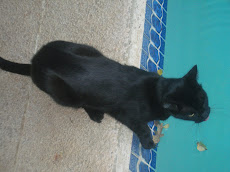 Olive's big water dish