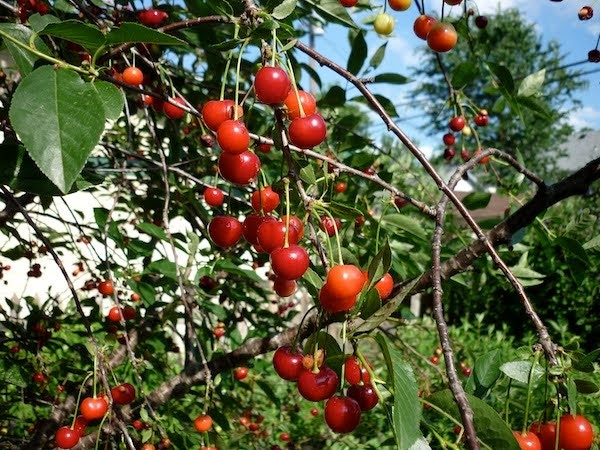 cherry tree jams a brown sour cherry freezer jam cherry tree jams a brown sour cherry freezer jam