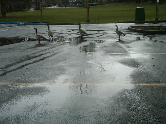 [Goose+Poop+1.JPG]