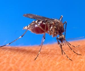[Mosquito snow.JPG]
