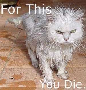 Angry+kitty.jpg