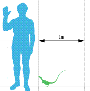 [Sinosauropteryx_scale.gif]