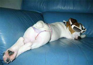 Cute dressed up dogs