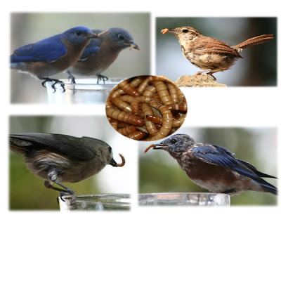 mealworms for sale mealworms for sale