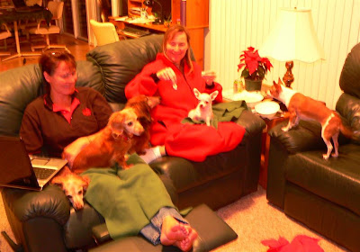 chihuahuas & daschunds chihuahuas & daschunds