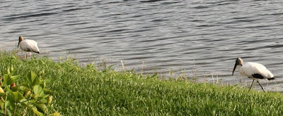 wood stork wood stork