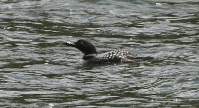 common loon in summer plumage