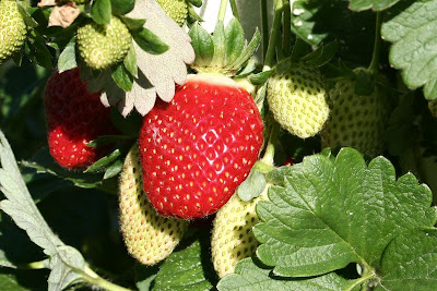 strawberry farm strawberry farm