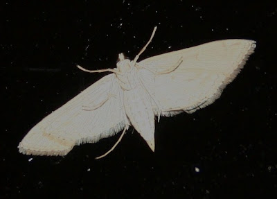 moth on window moth on window