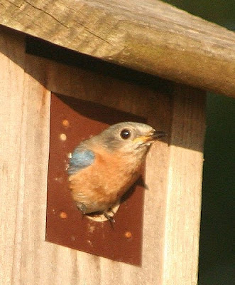 female bluebird in Frank Newell birdhouse female bluebird in Frank Newell birdhouse