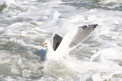 great black-backed gull great black-backed gull