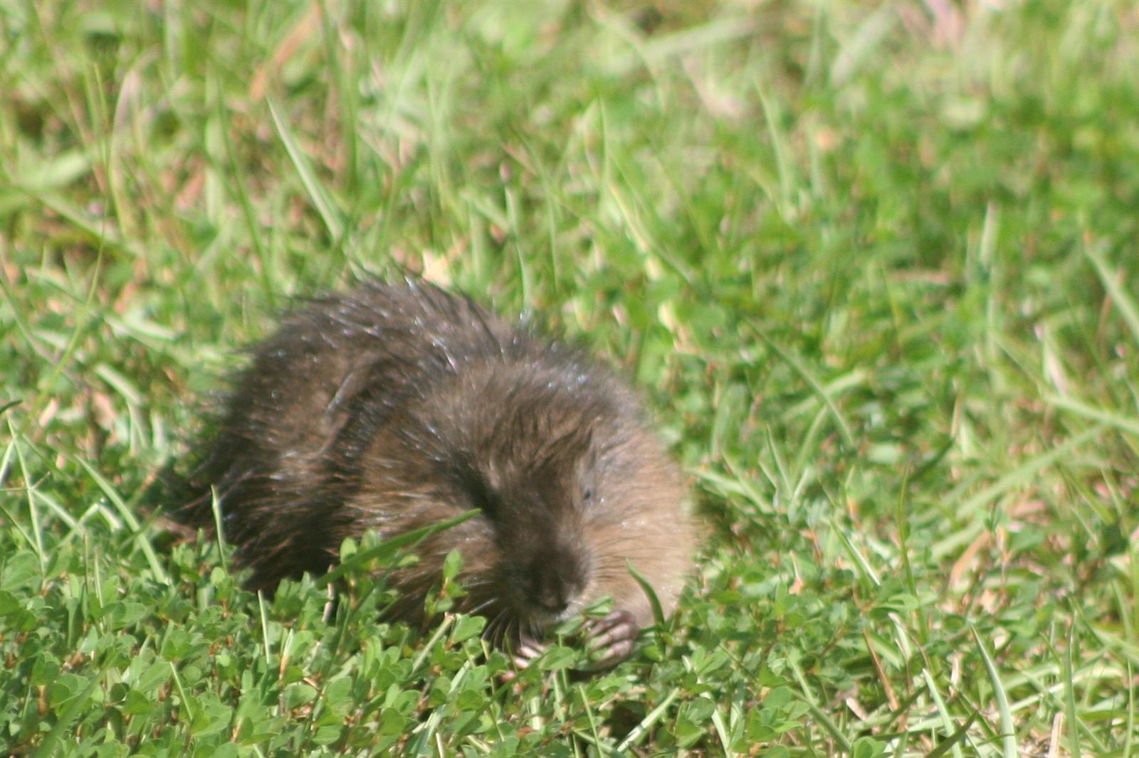 Cute Muskrat