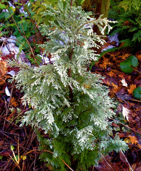 Future Plants By Randy Stewart Pieris