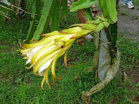 Dragon+fruit+flower