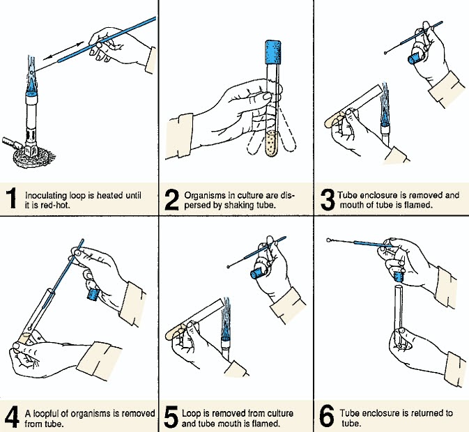 Avibert Procedure for removing organisms from a broth culture with inoculating loop
