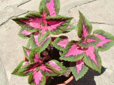 Planta de amaranto