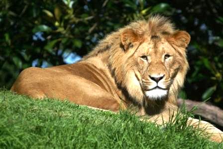 of an African lion of an African lion