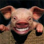 Pig Smile