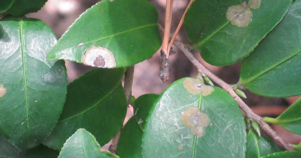 Houston Tree Service Review with Gene Basler Algal Leaf Spot on