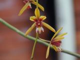 [54126782.OrchidaceaeCymbidiumfinlaysonianum04.jpg]