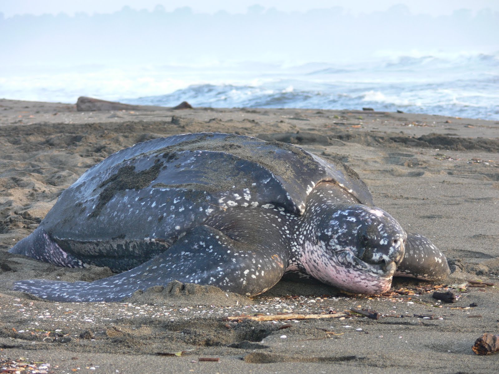 turtle-behavior.jpg