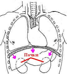 Диафрагма и почки