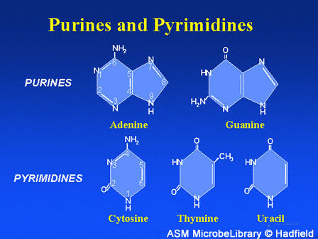 Which Nitrogenous Bases Are Classified As Purines
