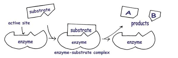 Biology 11: Topic 9: Overview of Cell Metabolism (sejt ... enzyme substrate complex unlabeled diagram 