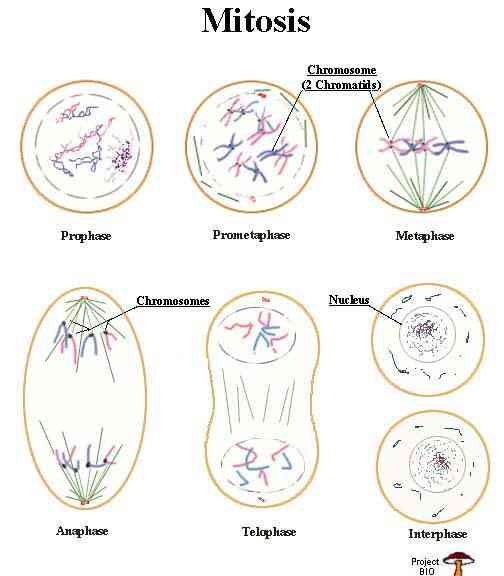 What is the correct sequence of stages in mitotic cell 