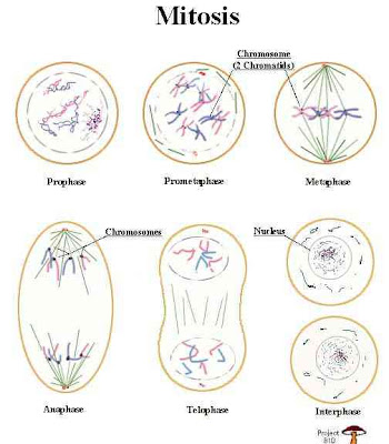 Biology 11: Topic 13: Cell cycle, DNA replication, mitosis ...