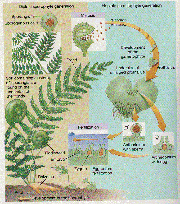 Gymnosperm Reproduction
