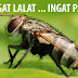 PANAS ... KRISIS IDENTITI PAS ... LALAT MEMANG GEMARKAN TAHI AYAM !