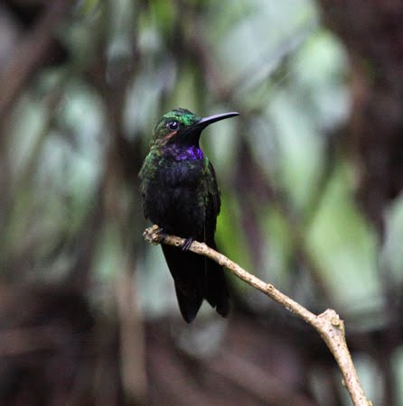 [Black-throated-Brilliant-Sumaco-23-Dec-09.jpg]