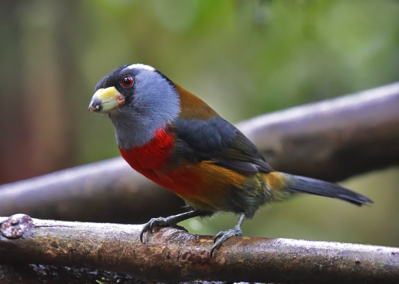 walls u0026 ceilings