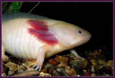 Axolotl Ikan Mirip Hamster Dan Berkaki Mexico Axolotl Ikan Mirip Hamster Dan Berkaki Mexico