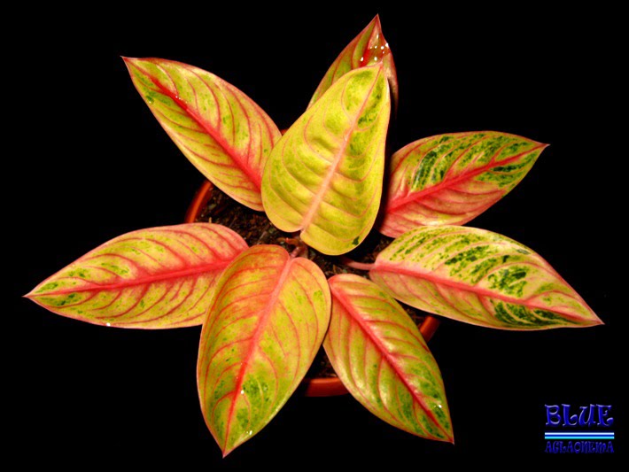 Merah Menyala Dengan Warna Dasar Daun Kuning Tangkai Cukup Pendek Merah Menyala Dengan Warna Dasar Daun Kuning Tangkai Cukup Pendek