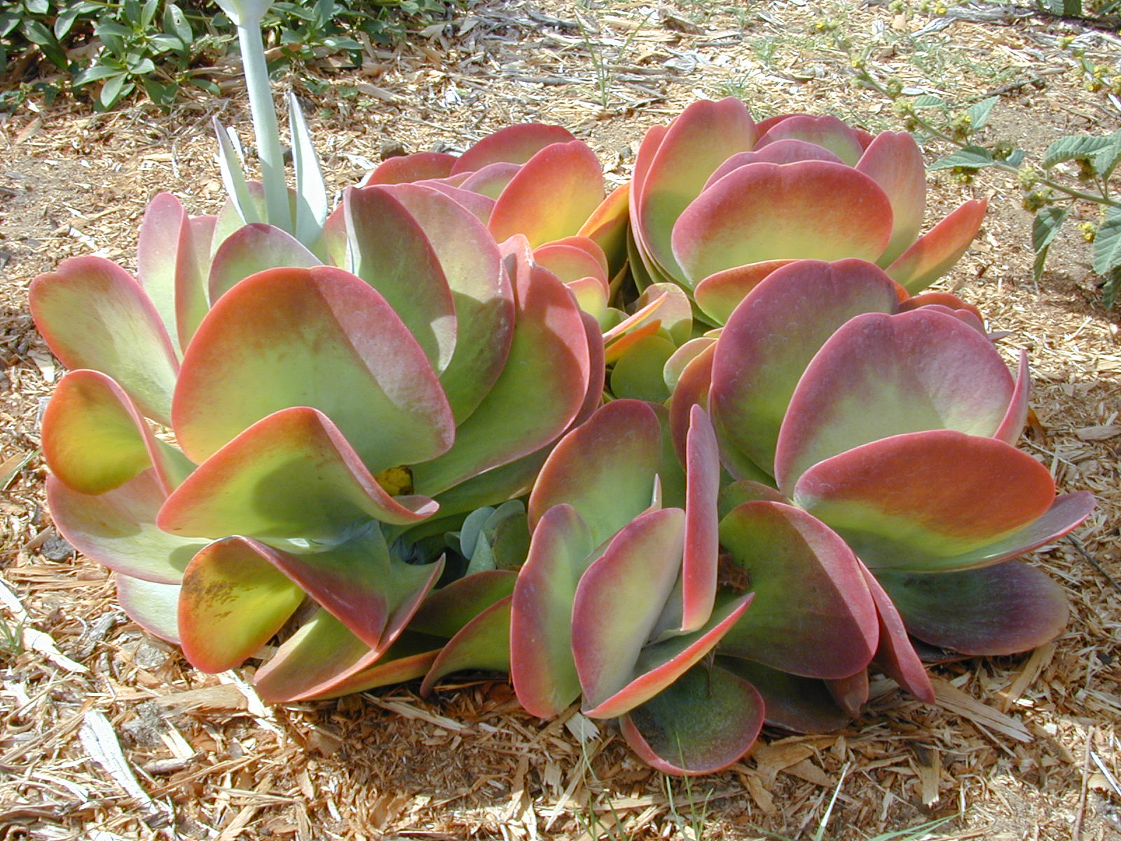cactus-+kalanchoe.jpg