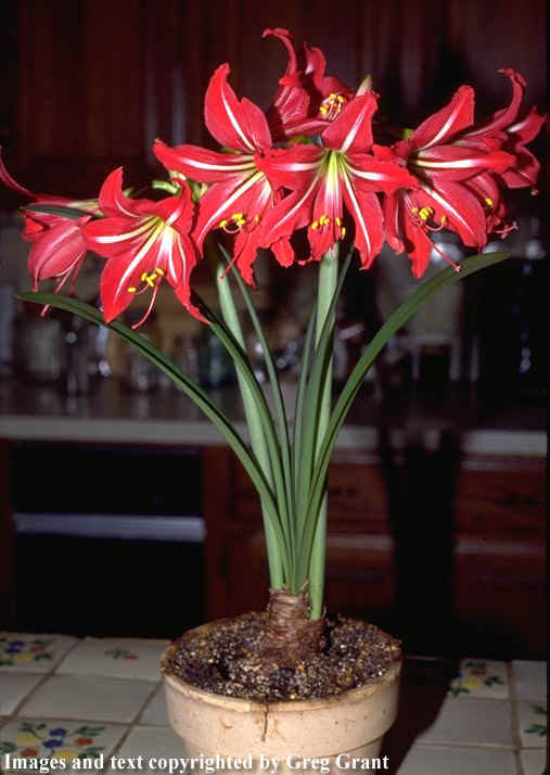 amaryllis plant