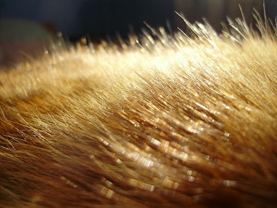Gold Fur