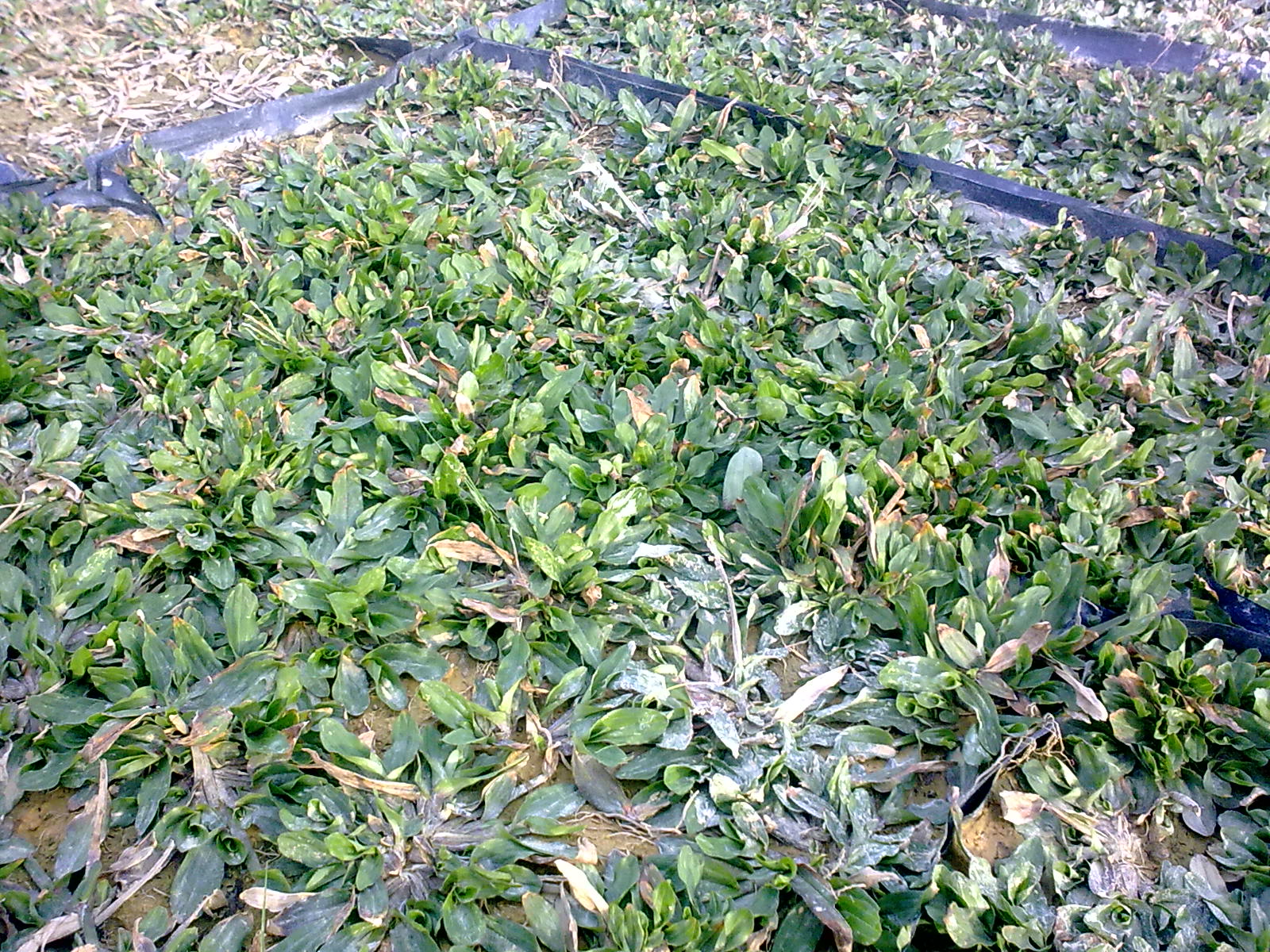 muslim2bizz enterprise: Jenis-jenis Rumput Karpet