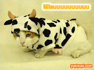 gato-vaca.jpg