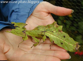 حيوانات و حشرات غريبة ونادرة Vrai+bestiol+resemble+a+une+feuille+darbre