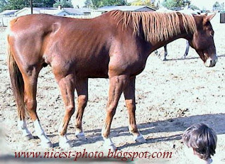 حيوانات و حشرات غريبة ونادرة Horse+with+4+legs