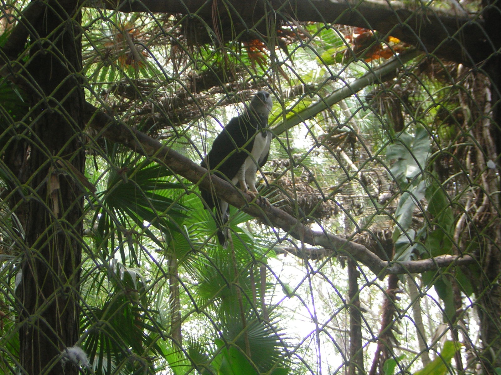 [Hawk-Eagle+5-13-2008+10-43-57+AM.JPG]