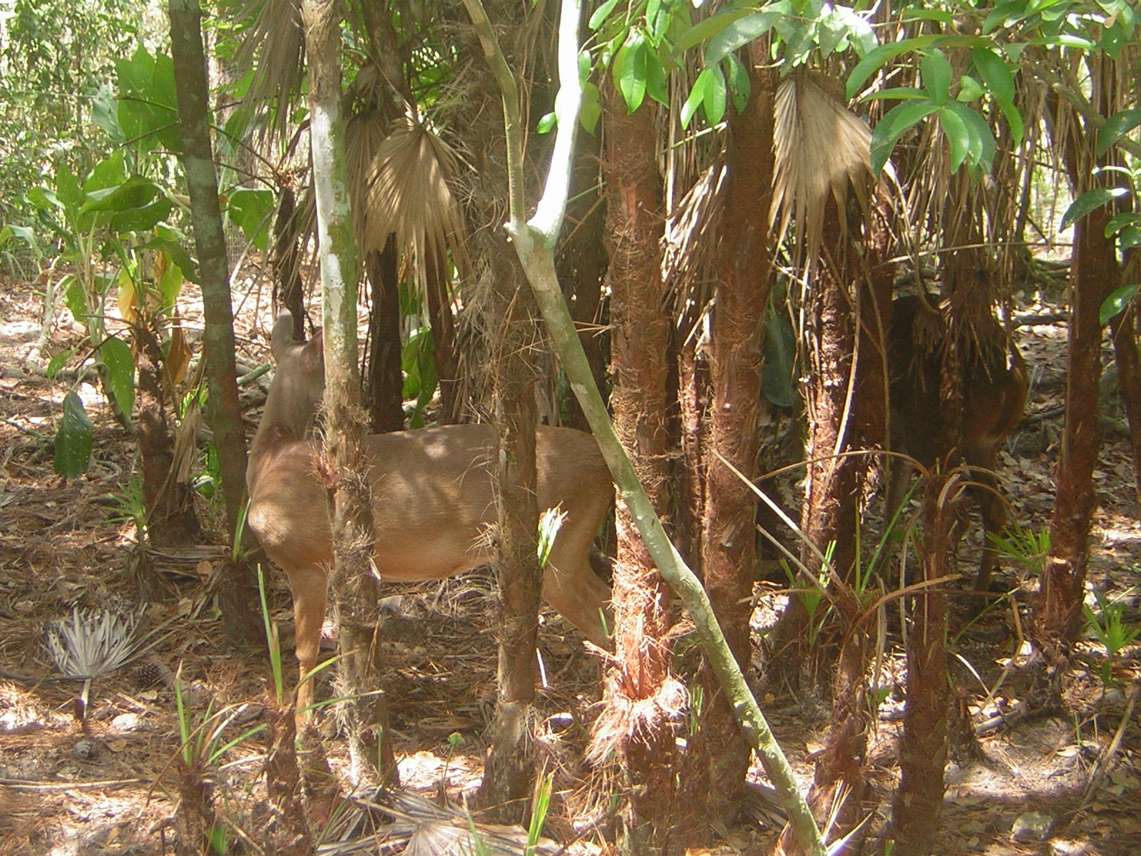 [White-Tailed+Deer+5-13-2008+9-47-32+AM.JPG]