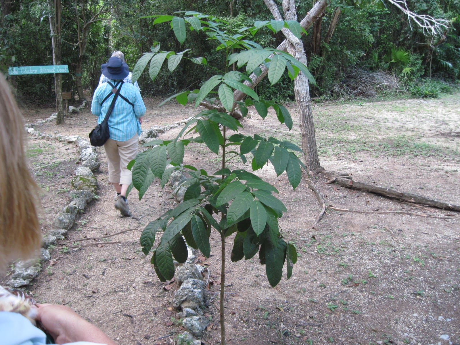 A Mahogany Tree